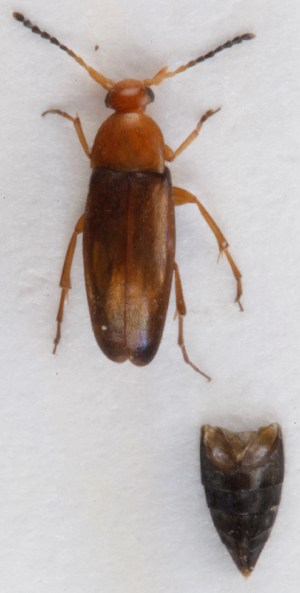  (Anaspis thoracica - ZMUO.016854)  @13 [ ] CreativeCommons - Attribution Non-Commercial (2014) Marko Mutanen University of Oulu