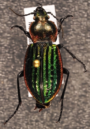 (Carabus nitens - ZMUO.025441)  @14 [ ] CreativeCommons - Attribution Non-Commercial (2016) Marko Mutanen University of Oulu
