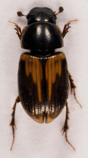  (Melinopterus prodromus - ZMUO.027862)  @14 [ ] CreativeCommons - Attribution Non-Commercial (2016) Marko Mutanen University of Oulu