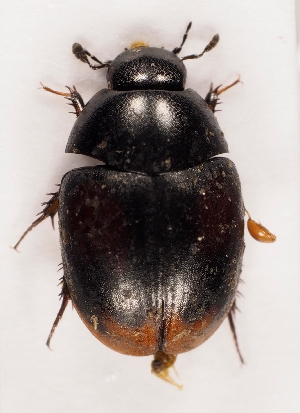  (Sphaeridium bipustulatum - ZMUO.027872)  @14 [ ] CreativeCommons - Attribution Non-Commercial (2016) Marko Mutanen University of Oulu