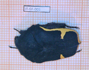  (Gymnetis holosericea - JT-GF-001)  @11 [ ] Copyright (2020) Julien Touroult Museum national d'Histoire naturelle