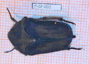  (Gymnetis margineguttata - JT-GF-002)  @11 [ ] Copyright (2020) Julien Touroult Museum national d'Histoire naturelle