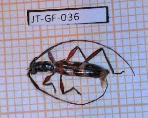  (Compsibidion tethys - JT-GF-036)  @11 [ ] Copyright (2020) Julien Touroult Museum national d'Histoire naturelle