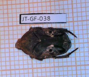  (Hoplopyga ocellata - JT-GF-038)  @11 [ ] Copyright (2020) Julien Touroult Museum national d'Histoire naturelle