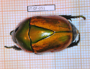  (Macraspis olivieri - JT-GF-051)  @11 [ ] Copyright (2020) Julien Touroult Museum national d'Histoire naturelle