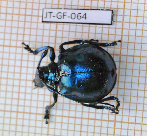 (Cyclopeplus cyaneus - JT-GF-064)  @11 [ ] Copyright (2020) Julien Touroult Museum national d'Histoire naturelle