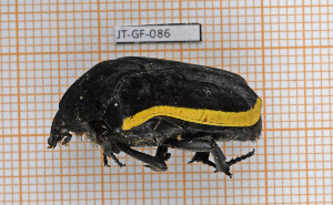  (Gymnetis flavocincta - JT-GF-086)  @11 [ ] Copyright (2020) Julien Touroult Museum national d'Histoire naturelle