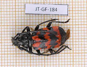  (Sternacanthus undatus - JT-GF-184)  @11 [ ] CC-By (2021) Julien Touroult Muséum national d'histoire naturelle, Paris