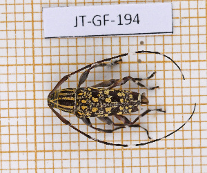  (Colobothea pimplaea - JT-GF-194)  @11 [ ] CC-By (2021) Julien Touroult Muséum national d'histoire naturelle, Paris
