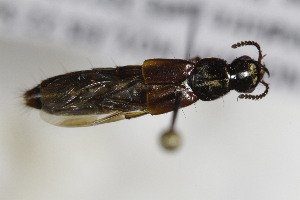  ( - CollHH2394)  @11 [ ] Creative Commons  Attribution Non-Commercial Share-Alike (2018) Hakon Haraldseide Unspecified