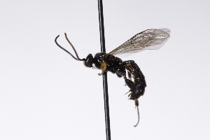  (Exochus flavifrons - CollHH3193)  @11 [ ] Creative Commons  Attribution Non-Commercial Share-Alike (2021) Hakon Haraldseide Unspecified