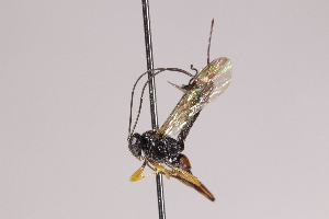  (Pimpla arcadica - CollHH3998)  @11 [ ] Creative Commons  Attribution Non-Commercial Share-Alike (2025) Hakon Haraldseide Unspecified