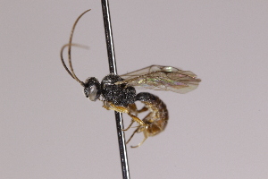  (Ctenochira pectinata - CollHH4005)  @11 [ ] Creative Commons  Attribution Non-Commercial Share-Alike (2025) Hakon Haraldseide Unspecified