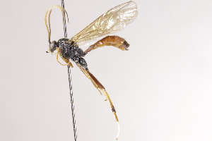  (Himerta scutellaris - CollHH4058)  @11 [ ] Creative Commons  Attribution Non-Commercial Share-Alike (2025) Hakon Haraldseide Unspecified