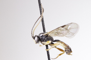  (Rhorus femoralis - CollHH4077)  @11 [ ] Creative Commons  Attribution Non-Commercial Share-Alike (2025) Hakon Haraldseide Unspecified
