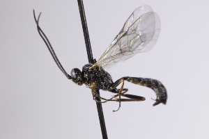  ( - CollHH4202)  @11 [ ] Creative Commons  Attribution Non-Commercial Share-Alike (2025) Hakon Haraldseide Unspecified