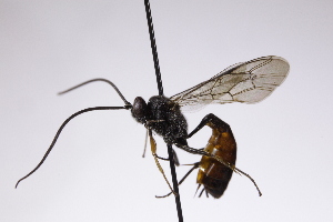  ( - CollHH4211)  @11 [ ] Creative Commons  Attribution Non-Commercial Share-Alike (2025) Hakon Haraldseide Unspecified