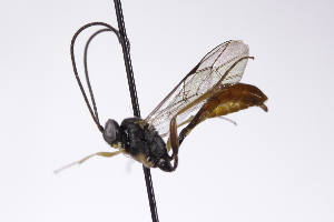  ( - CollHH4213)  @11 [ ] Creative Commons  Attribution Non-Commercial Share-Alike (2025) Hakon Haraldseide Unspecified