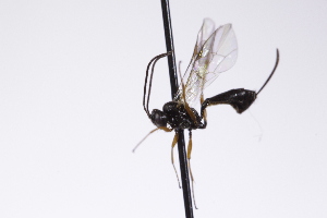  ( - CollHH4228)  @11 [ ] Creative Commons  Attribution Non-Commercial Share-Alike (2025) Hakon Haraldseide Unspecified