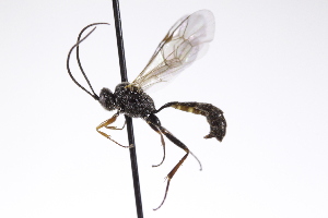  ( - CollHH4234)  @11 [ ] Creative Commons  Attribution Non-Commercial Share-Alike (2025) Hakon Haraldseide Unspecified