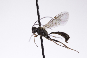  ( - CollHH4235)  @11 [ ] Creative Commons  Attribution Non-Commercial Share-Alike (2025) Hakon Haraldseide Unspecified