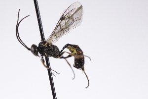  ( - CollHH4236)  @11 [ ] Creative Commons  Attribution Non-Commercial Share-Alike (2025) Hakon Haraldseide Unspecified