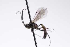  ( - CollHH4237)  @11 [ ] Creative Commons  Attribution Non-Commercial Share-Alike (2025) Hakon Haraldseide Unspecified