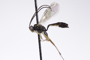  ( - CollHH4239)  @11 [ ] Creative Commons  Attribution Non-Commercial Share-Alike (2025) Hakon Haraldseide Unspecified