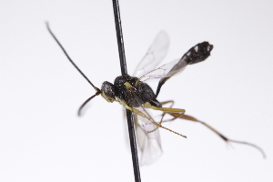  ( - CollHH4240)  @11 [ ] Creative Commons  Attribution Non-Commercial Share-Alike (2025) Hakon Haraldseide Unspecified