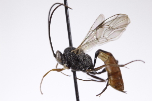  ( - CollHH4242)  @11 [ ] Creative Commons  Attribution Non-Commercial Share-Alike (2025) Hakon Haraldseide Unspecified