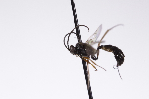  ( - CollHH4250)  @11 [ ] Creative Commons  Attribution Non-Commercial Share-Alike (2025) Hakon Haraldseide Unspecified