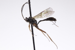  ( - CollHH4251)  @11 [ ] Creative Commons  Attribution Non-Commercial Share-Alike (2025) Hakon Haraldseide Unspecified