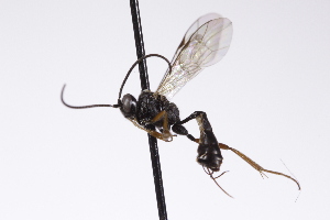  ( - CollHH4252)  @11 [ ] Creative Commons  Attribution Non-Commercial Share-Alike (2025) Hakon Haraldseide Unspecified