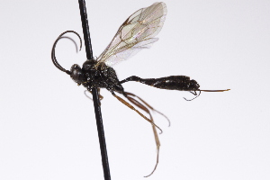  ( - CollHH4254)  @11 [ ] Creative Commons  Attribution Non-Commercial Share-Alike (2025) Hakon Haraldseide Unspecified