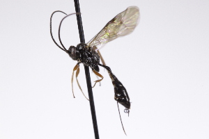  ( - CollHH4255)  @11 [ ] Creative Commons  Attribution Non-Commercial Share-Alike (2025) Hakon Haraldseide Unspecified