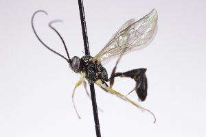  ( - CollHH4256)  @11 [ ] Creative Commons  Attribution Non-Commercial Share-Alike (2025) Hakon Haraldseide Unspecified