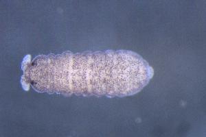  ( - 1814A01_RU029)  @11 [ ] CreativeCommons - Attribution Non-Commercial Share-Alike (2010) Louis Deharveng The Research Collection of Louis Deharveng and Anne Bedos