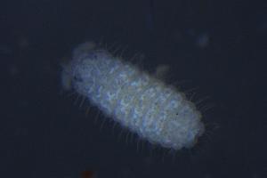  ( - 2010C06_RU056)  @11 [ ] CreativeCommons - Attribution Non-Commercial Share-Alike (2010) Louis Deharveng The Research Collection of Louis Deharveng and Anne Bedos