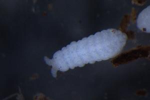  (Paranura sp1 - 2011H05_RU134)  @11 [ ] CreativeCommons - Attribution Non-Commercial Share-Alike (2010) Louis Deharveng The Research Collection of Louis Deharveng and Anne Bedos