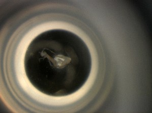  (Pseudosinella theodoridesi - 10785H05_09Faille10)  @11 [ ] Unspecified (default): All Rights Reserved  Unspecified Unspecified