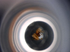  (Pseudosinella albida - 11456D12_CRO11024)  @11 [ ] Unspecified (default): All Rights Reserved  Unspecified Unspecified