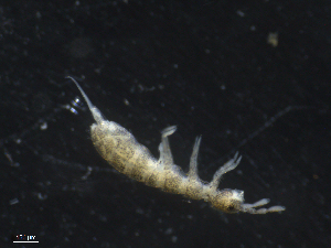  ( - 16707-B05)  @11 [ ] CreativeCommons - Attribution (2010) David Porco Centre for Biodiversity Genomics