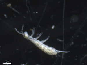  ( - 16707-C11)  @13 [ ] CreativeCommons - Attribution (2010) David Porco Centre for Biodiversity Genomics