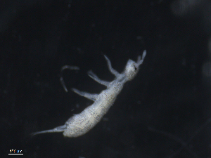  ( - 16707-D01)  @13 [ ] CreativeCommons - Attribution (2010) David Porco Centre for Biodiversity Genomics