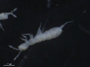  ( - 16707-D03)  @13 [ ] CreativeCommons - Attribution (2010) David Porco Centre for Biodiversity Genomics