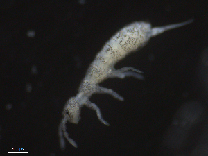  ( - 16707-D10)  @13 [ ] CreativeCommons - Attribution (2010) David Porco Centre for Biodiversity Genomics