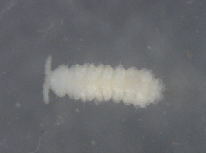  (Lobellini - 11465B01_RU001)  @13 [ ] CreativeCommons - Attribution Non-Commercial Share-Alike (2011) Louis Deharveng Unspecified