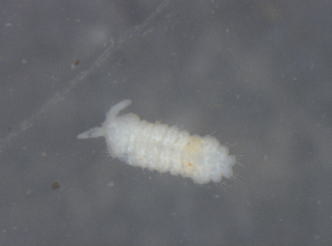  ( - 11465B02_RU001)  @13 [ ] CreativeCommons - Attribution Non-Commercial Share-Alike (2011) Louis Deharveng Unspecified