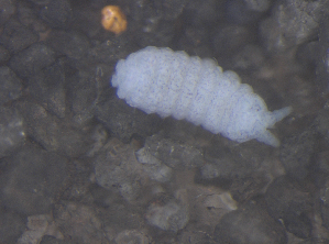  ( - 11465C01_RU035)  @11 [ ] CreativeCommons - Attribution Non-Commercial Share-Alike (2011) Louis Deharveng Unspecified