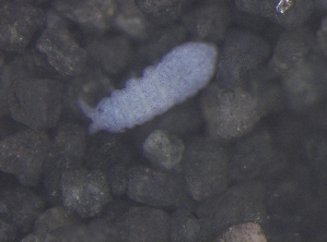  ( - 11465C03_RU035)  @11 [ ] CreativeCommons - Attribution Non-Commercial Share-Alike (2011) Louis Deharveng Unspecified